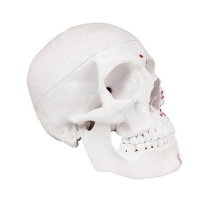 Màu Con Người Nhựa Y Tế Giảng Dạy Skull Giải Phẫu Xương Mô Hình - Product Image 5