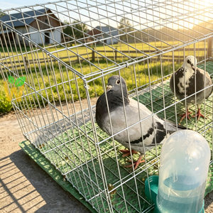 Cages à pigeons galvanisées en usine, capacité 12 et 16 pigeons, cages d'élevage de pigeons, cages pour la course et l'élevage, design pliable et durable - Product Image 1
