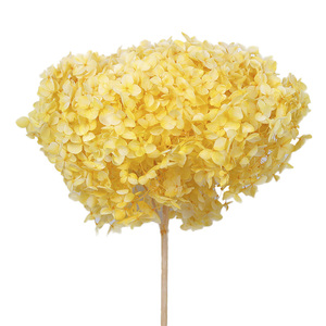 UKIQUEEN, <span class=keywords><strong>precio</strong></span> de fábrica al por mayor, hortensias blancas secas naturales, flores preservadas para el Día de San Valentín, Año Nuevo, Día del Padre - Product Image 6