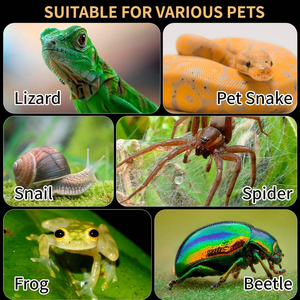 Recinto de reptiles de acrílico transparente Terrario Mini <span class=keywords><strong>jaula</strong></span> de alimentación de reptiles <span class=keywords><strong>para</strong></span> camaleón Rana lagarto Gecko - Product Image 4