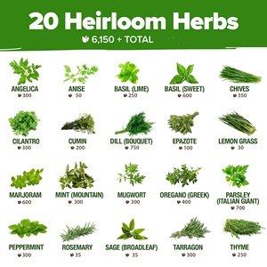 Kit de sachets d'herbes aromatiques Vault Heirloom Non-OGM pour jardin intérieur/extérieur, assortiment varié : <span class=keywords><strong>basilic</strong></span>, coriandre, persil, <span class=keywords><strong>ciboulette</strong></span> - Product Image 3