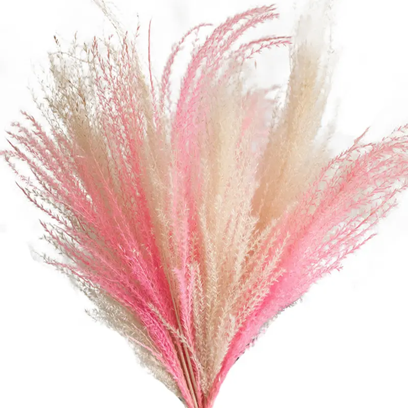 2021 New Fashion Home Decoration Dry pampas flower reed flower natural Pampas