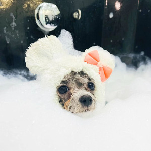 Baignoire pour animaux de compagnie en acrylique avec ozone pour toilettage vétérinaire, baignoire pour chiens et chats, <span class=keywords><strong>prix</strong></span> - Product Image 4