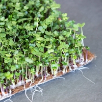 Tissu non tissé en fibre de jute biodégradable à haute rétention d'eau