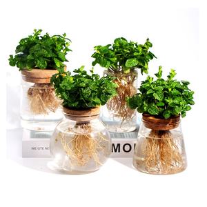 Más popularln 2025 tamaño múltiple hidropónico nueva forma desarrollo marco de fotos de madera grande con florero de plantas jarrones decoración <span class=keywords><strong>Maiso</strong></span> - Product Image 1