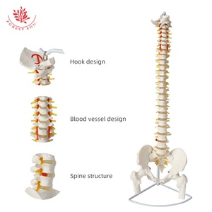 Modelo de Columna Vertebral Humana 1:1, Modelo de <span class=keywords><strong>Esqueleto</strong></span> Ortopédico Médico para Adultos, FRT014, Modelo de <span class=keywords><strong>Esqueleto</strong></span> de Columna <span class=keywords><strong>Cervical</strong></span> y Lumbar - Product Image 5