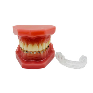 แบบจำลองทางทันตกรรมสำหรับการวิจัยทางทันตกรรมรูปแบบการรักษาทันตกรรมจัดฟัน - Product Image 2