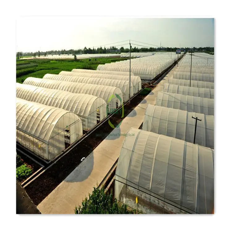 Low Cost 50X8M 200 Micro Plastic Film Agriculture Fully Automated Hydroponic Single Span Greenhouses For Agriculture