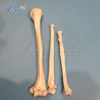Modelo de Esqueleto Humano Desarticulado de Cuerpo Completo con Cráneo de 3 Partes, Huesos Separados Completos, CE/ISO/ROHS/CNAS
