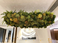 LUYI Gedroogde Bloemen Groothandel Zuiver Witte Hortensia Bruidsbloem Grote bos Ge conserveerde Hortensia voor Evenementendecoratie