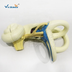 Laberinto del oído interno Modelo agrandado 2 piezas Órganos humanos Modelo Educación Órgano del <span class=keywords><strong>cuerpo</strong></span> <span class=keywords><strong>humano</strong></span> - Product Image 2