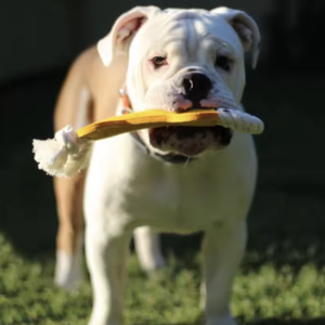 Juguetes Ecológicos Interactivos para Perros, de Fieltro, con Forma de Hueso, Duraderos, para Limpieza Dental, Masticación y Salud Bucal - Product Image 2