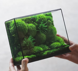 Kunden spezifische konservierte Moos terrarien Grüne Moos pflanzen <span class=keywords><strong>Terrarium</strong></span> Geometrische Zimmer pflanze Glas <span class=keywords><strong>terrarium</strong></span> Natürliches Moos - Product Image 3