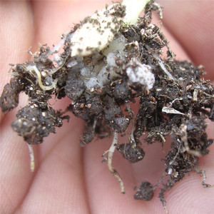 Formula Naturale per il Risparmio Idrico, Polimero Super Assorbente per l'Agricoltura - Product Image 4