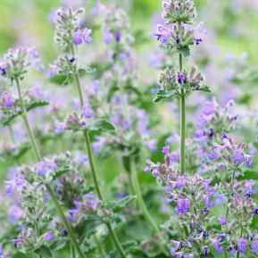 Beau kit de collection de jardin bricolage unique tous les légumes de sol de forme de conception différente et pots de fleurs et jardinières pour un usage domestique - Product Image 2