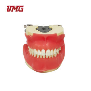 Modèle synthétique <span class=keywords><strong>de</strong></span> formation chirurgicale dentaire pour <span class=keywords><strong>la</strong></span> chirurgie buccale - Product Image 2