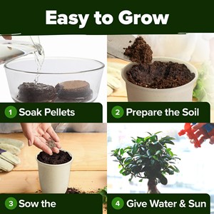 Premium 4 <span class=keywords><strong>Bonsai</strong></span> Arbres Starter Kit Jardinage Plante Cadeau pour Usage Domestique pour Débutants et Jardiniers Comprend Fleur Artificielle - Product Image 3