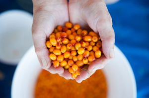 Baies pulpe de fruit Iqf prix de l'argousier frais congelé - Product Image 5