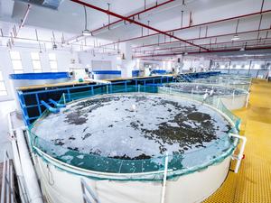 Système d'aquaculture en recirculation fermé en intérieur, kit complet pour l'élevage de tilapia, de truites, de carpes, de crevettes - Product Image 3