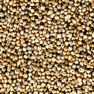 Stock de millet perlé indien pour la mouture - Product Image 1