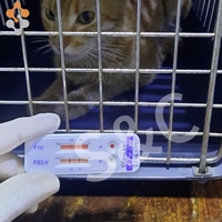 Prueba de Alta Sensibilidad y Especificidad para Leucemia Felina FeLV, FIV, FPV, FCOV, FHV, FCV, FIP, TOXO, Giardia, Kits de Prueba Rápida para Enfermedades de Mascotas
