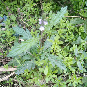 Puro natural crudo seco Verveine officinale seche coupee bio <span class=keywords><strong>verbena</strong></span> <span class=keywords><strong>officinalis</strong></span> cortes de plantas para la venta - Product Image 2