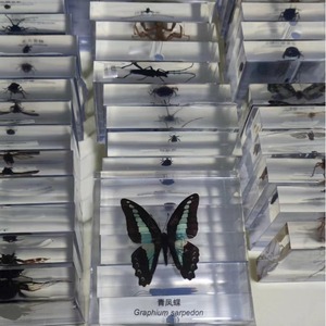 El fabricante produce especímenes de insectos pequeños, realistas, transparentes y creativos para la enseñanza y observación en jardines de infancia. - Product Image 4