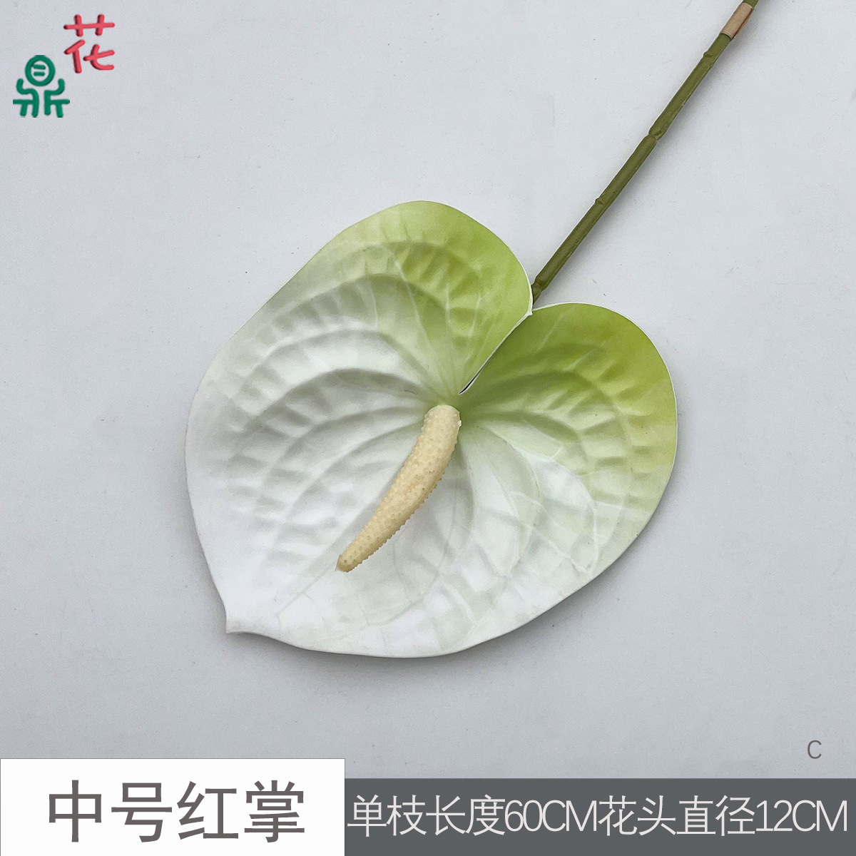 Anthurium rouge moyen C 20 blanc à tête verte