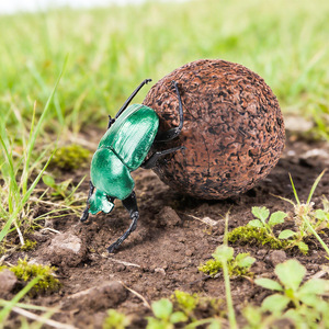 Giocattoli realistici per bambini a forma di insetti, modelli di animali, <span class=keywords><strong>scarabei</strong></span> dei letame, <span class=keywords><strong>scarabei</strong></span>, tavolo di sabbia educativo per la scienza cognitiva - Product Image 4