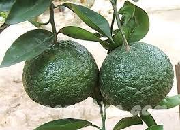 Naranjas Verdes de Vietnam al por Mayor en Grandes Cantidades - Product Image 2