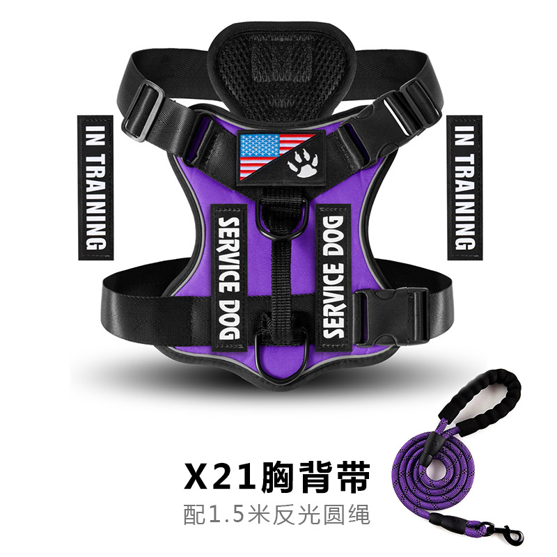 Set sangle + laisse violet