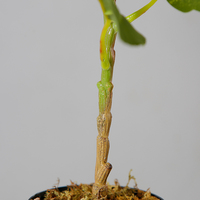 Arbre décoratif artificiel, 1 pièce, 70cm, fausses plantes, pour décorer la maison, prix de gros