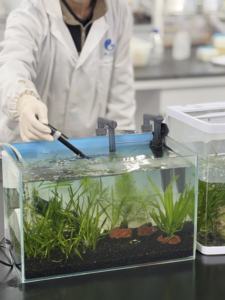 BQ N2 probiotik denitrifikasi akuatik Nitrogen-menghilangkan bakteri untuk penghilangan nitrit dan nitrat - Product Image 6