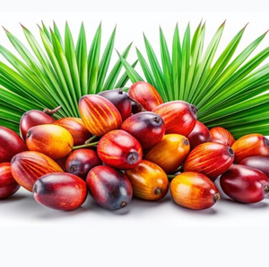 Estratto di Saw Palmetto 10:1 in Polvere Giallo-Bruneo (Serenoa Repens) per la Salute della Prostata Maschile - Confezione in Fusto - Product Image 2