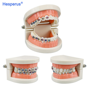Modèle de dents dentaires orthodontiques standard avec accolades Supports en métal/céramique pour l'étude de la dentisterie HESPERUS - Product Image 5