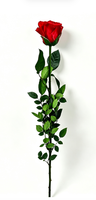 Tiges de roses éternelles préservées 50-70cm – Fournitures DIY pour arrangements floraux pour la remise des diplômes et Noël – Fait main
