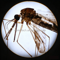 Premium Parasite Prepared Microscope Slides Zoology & Medical Parasitology Slides