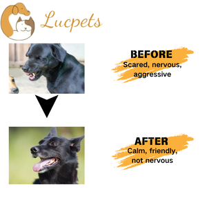 Draagbare Herbruikbare Appa-Feromoonspray Gemaakt Van Plastic Met Eenvoudige Bediening Voor Het Kalmeren Van Honden Voor Het Trainen En Gedrag Van Huisdieren - Product Image 4