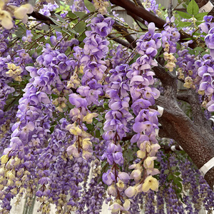 Grand arbre artificiel de glycine bleue de 3 m, grand arbre fleuri pour la décoration intérieure, grand arbre artificiel à fleurs violettes pour les restaurants - Product Image 2