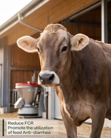 Poudre d'additif alimentaire probiotique pour bovins et ovins : prévient l'acidose du rumen, réduit le FCR, favorise l'utilisation des aliments, anti-diarrhéique