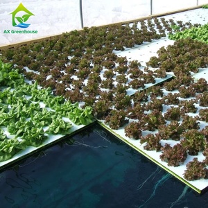 Hệ Thống Trồng Rau Và Cá Thủy Canh Chất Lượng Tuyệt Vời Với Aquqponic Commercial Sets - Product Image 5