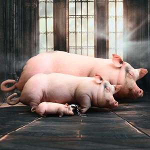 San Shun Pig <b>Plush</b> Pillow Realistic Soft Toy For Children Birthday Gift 5 To 7 Years Unisex - Product Image 3