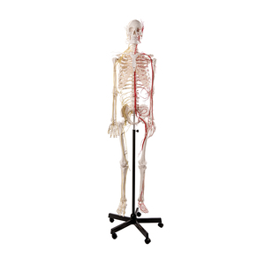 ADA ADA-A101BVN Mannequin médical, modèle de squelette humain avec système neurovasculaire, taille réelle 170 cm - Product Image 1