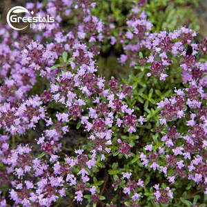 Tomilho Natural Óleo Essencial 100% Puro Óleo De Tomilho Extrato Vegetal Natural Óleo De Tomilho - Product Image 2