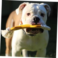 Brosse à dents pour chien, jouet à mâcher en forme d'os résistant aux morsures, pour le nettoyage dentaire et la stimulation des dents des animaux de compagnie