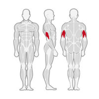 Appareil de musculation des triceps et des biceps (extension et dips) avec siège réglable et sélection de poids, équipement de gym commercial