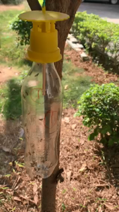 Rắn Mini Oriental trái cây Fly bẫy bactrocera <span class=keywords><strong>dorsalis</strong></span> Catcher dưa Fly Killer thân thiện với môi dùng một lần không thấm nước ánh sáng mặt trời - Product Image 6