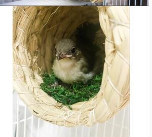 Herbe tissée oiseau <span class=keywords><strong>Pigeon</strong></span> chaud suspendu peau <span class=keywords><strong>de</strong></span> tigre <span class=keywords><strong>nid</strong></span> <span class=keywords><strong>de</strong></span> perroquet fournitures <span class=keywords><strong>de</strong></span> <span class=keywords><strong>nid</strong></span> d'élevage - Product Image 5