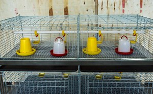 Jaula de cría de <span class=keywords><strong>pollitos</strong></span> recién <span class=keywords><strong>nacidos</strong></span> 1000 condición de jaula de pollo para bebés nuevo - Product Image 5