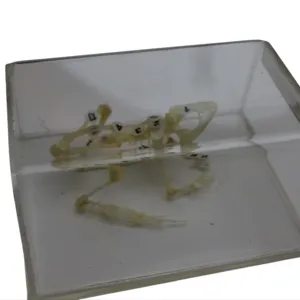 Nhà máy bán hàng trực tiếp của tinh tế mẫu mô hình ếch Mô Hình Bộ Xương